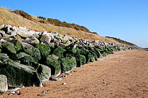 Rocks and boulders placed at bottom of mud and clay cliff to prevent erosion by sea at high tide, Wirral Coast, River Dee Estuary, England, UK. March 2014.