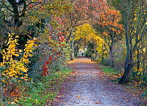 Wirral Way in autumn looking east towards Hadlow Road, Willaston, Cheshire, England, UK, November 2014.