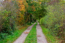 Wirral Way in autumn looking east towards Hadlow Road, Willaston, Cheshire, England, UK, October 2014.