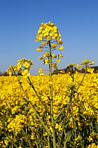Rapeseed (Brassica napus) flower head in crop in field on farm, Cheshire, England, UK, April.