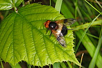 Great pied hoverfly (Volucella pellucens) resting on leaf at woodland edge, Cheshire, England, UK, July.