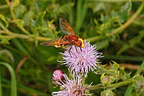Hornet hoverfly (Volucella zonaria) feeding on Creeping thistle (Cirsium arvense) at edge of woodland, Cheshire, UK, August.