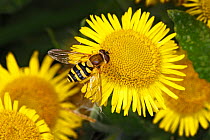 Hoverfly (Syrphus species) feeding on Common Fleabane (Pulicaria dysenterica) flower, Cheshire, England, UK, September.