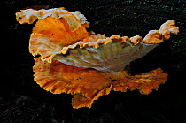 Sulphur polypore bracket fungus, or 'Chicken of the woods' (Laetiporus sulphureus) New Forest, Hampshire, UK September. Edible species