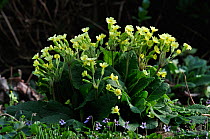 False oxlip (Primula vulgaris x veris) in flower. Dorset, UK, March.