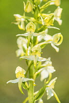 Greater butterfly orchid (Platanthera chlorantha) Kent, England, UK, June.