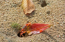 Blackback land crab (Gecarcinus lateralis) dragging leaf into burrow, Barbados.