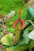 Pitcher plant (Nepenthes truncata) cultivated plant in botanic garden.
