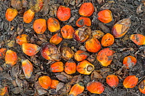 Oil palm kernels (Elaeis guineensis) on ground,  Sabah, Borneo