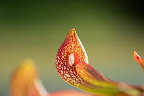 Parrot pitcher plant (Sarracenia psittacina) showing false 'window' at rear.