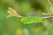 Puss moth (Cerura vinula) larva feeding on Sallow, Surrey, England, UK, July.