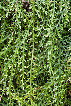 Creeping club moss (Selaginella serpens) Barbados.