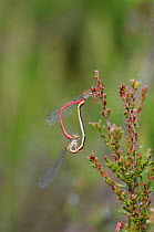 Small red damselfly (Ceriagrion tenellum) mating pair, Surrey, UK, July.