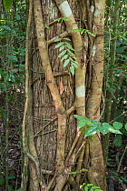 Strangler fig (Ficus sp) on tree, Sabah, Borneo