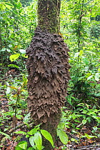 Termite nest on tree Danum Valley, Sabah, Borneo.