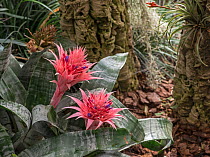 Urn plant (Aechmea fasciata) flowers in rainforest, Sabah, Borneo.