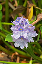 Water hyacinth (Eichhornia crassipes) Sabah, Borneo. Invasive species.