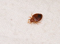 Bed Bug (Cimex lectularius)