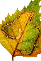 Common birch pygmy moth (Stigmella betulicola) larva mine in Silver Birch leaf.  Surrey, England, UK.