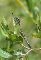 Black darter dragonfly (Sympetrum danae) pair mating. Surrey, England, UK, August.