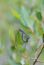 Black darter dragonfly (Sympetrum danae) pair mating. Surrey, England, UK, August.