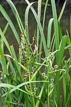 Branched bur reed (Sparganium erectum) Surrey, UK, August.