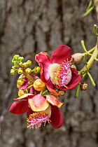 Cannonball tree (Couroupita guianensis) flower, Barbados.