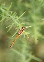 Common darter dragonfly (Sympetrum striolatum) female. Surrey, England, UK, August.