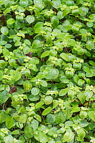 Creeping Charlie plant (Pilea nummularifolia) Barbados. A very rare native plant, locally threatened by introduced African snails.
