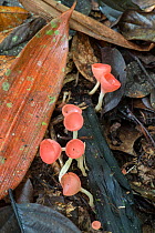 Cup fungi (Cookenia sp) Sabah, Borneo.