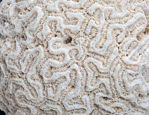 Fossilised  Grooved brain coral (Diploria labyrinthiformis). Barbados.