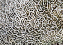 Fossilised  Grooved brain coral (Diploria labyrinthiformis). Barbados.