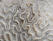 Fossilised  Grooved brain coral (Diploria labyrinthiformis) Barbados.