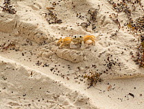 Ghost crab (Ocypode quadratus) on beach, Barbados.