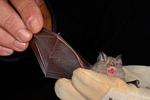 Lesser horseshoe bat (Rhinolophus hipposideros) held to inspect its wing during an autumn swarming survey by the Wiltshire Bat Group, near Box, Wiltshire, UK, September. Model released.