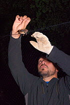 Manuel Arzua prepares to extract a Brown long-eared bat (Plecotus auritus) from a mist net set across a cave entrance during an autumn swarming survey run by the Wiltshire Bat Group, near Box, Wiltshi...