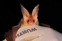 Brown long-eared bat (Plecotus auritus) held during an autumn swarming survey run by the Wiltshire Bat Group, near Box, Wiltshire, UK, September. Model released.