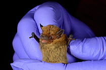 Common pipistrelle bat (Pipistrellus pipistrellus) held during an autumn swarming survey run by the Wiltshire Bat Group, near Box, Wiltshire, UK, September. Model released.