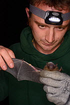 James Shipman inspecting a Serotine bat (Eptesicus serotinus) with a numbered ring he fitted a year earlier, caught during an autumn swarming survey run by the Wiltshire Bat Group, near Box, Wiltshire...