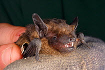Serotine bat (Eptesicus serotinus) with a numbered ring fitted a year earlier held  during an autumn swarming survey run by the Wiltshire Bat Group, near Box, Wiltshire, UK, September. Model released.