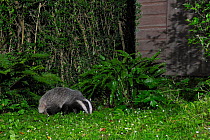 European badger (Meles meles) foraging on lawn near a garden shed at night, Wiltshire, UK, July.  Taken by a remote camera trap.