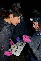 Laura Hammerton being shown how to identify a Daubenton's bat (Myotis daubentonii) by Dr. Danielle Linton using a key during an autumn swarming survey run by the Wiltshire Bat Group, Box mine, Wiltshi...