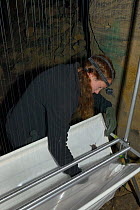 Wiltshire Bat Group member retrieving a bat from the collecting trough of a harp trap set inside Box mine during an autumn swarming survey run by Wiltshire Bat Group, Box, Wiltshire, UK, September. Mo...