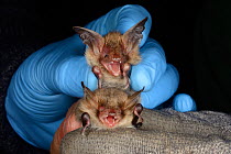 Bechstein's bat (Myotis bechsteinii) held above a Natterer's bat (Myotis nattereri)  for comparison during an autumn swarming survey run by the Wiltshire Bat Group, near Box, Wiltshire, UK, September....