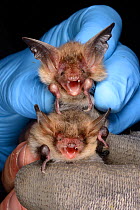 Bechstein's bat (Myotis bechsteinii) held above a Natterer's bat (Myotis nattereri)   for comparison during an autumn swarming survey run by the Wiltshire Bat Group, near Box, Wiltshire, UK, September...