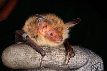 Ringed Bechstein's bat (Myotis bechsteinii), a rare, endangered species of ancient woodlands in the UK, held during an autumn swarming survey run by the Wiltshire Bat Group, near Box, Wiltshire, UK, S...