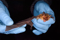 Bechstein's bat (Myotis bechsteinii), a rare, endangered species of ancient woodlands in the UK, held with a wing spread during an autumn swarming survey run by the Wiltshire Bat Group, near Box, Wilt...