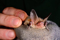Brandt's bat (Myotis brandtii) held during an autumn swarming survey run by the Wiltshire Bat Group, near Box, Wiltshire, UK, September. Model released.