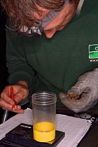 James Shipman recording sex and measurements for a Brandt's bat (Myotis brandtii) during an autumn swarming survey run by the Wiltshire Bat Group, near Box, Wiltshire, UK, September. Model released.