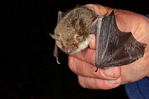 Natterer's bat (Myotis nattereri) held with wings spread during an autumn swarming survey run by Wiltshire Bat Group, Box Mine, Wiltshire, UK, September. Model released.